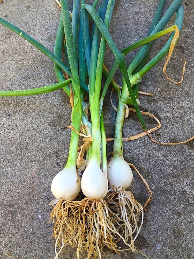 How To Grow Green Onion In Soil At Anthony Catalano Blog