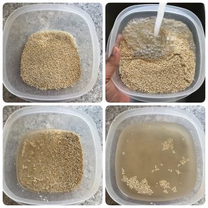 wash and soak quinoa and rice
